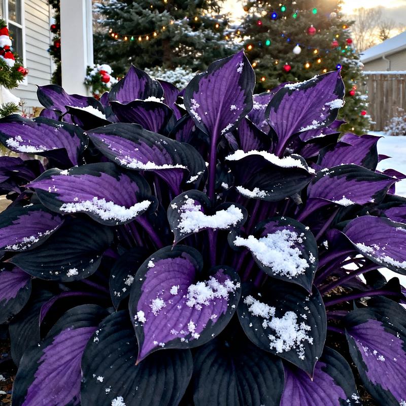 💥2025 Hot Sale ❤️Red Heart Hosta Seeds Perennial Shade Plant for Garden