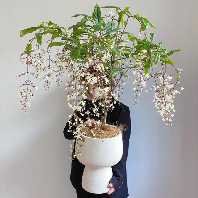 🌸 Last Day 60% OFF – Winter Friendly Hanging Jasmine