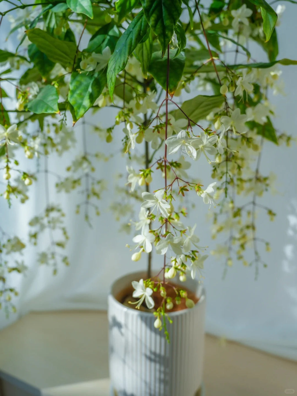 🌸 Last Day 60% OFF – Winter Friendly Hanging Jasmine
