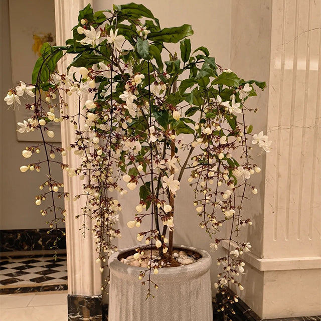 🌸 Last Day 60% OFF – Winter Friendly Hanging Jasmine