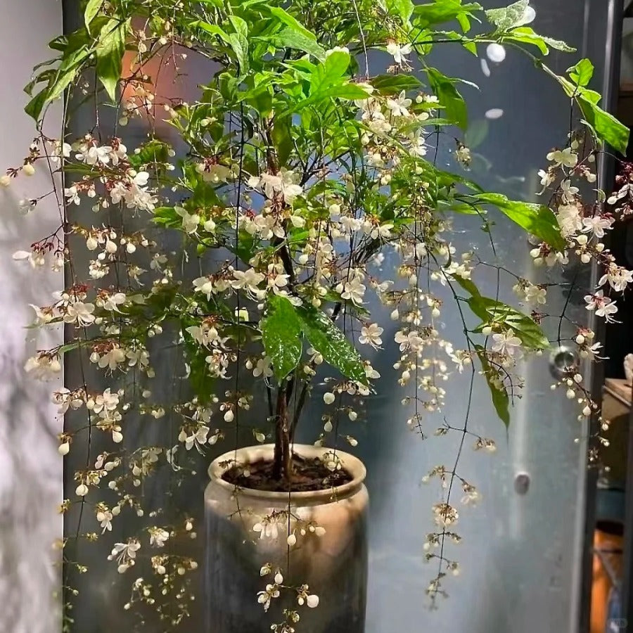 🌸 Last Day 60% OFF – Winter Friendly Hanging Jasmine