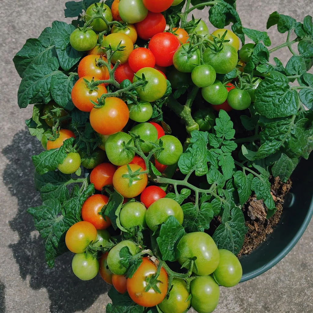 🍅🍅Potted Dwarf Tomato Seeds