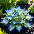 Muticolor Hosta Seeds-Perennial Shade Plant for Garden and Yard Plant🌈God’s Artistic Canvas