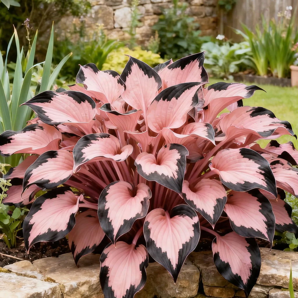 💥2025 Hot Sale ❤️Red Heart Hosta Seeds Perennial Shade Plant for Garden