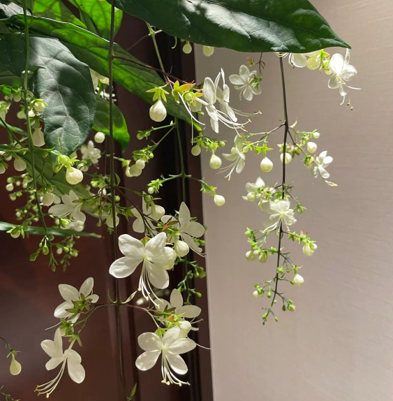 🌸 Last Day 60% OFF – Winter Friendly Hanging Jasmine