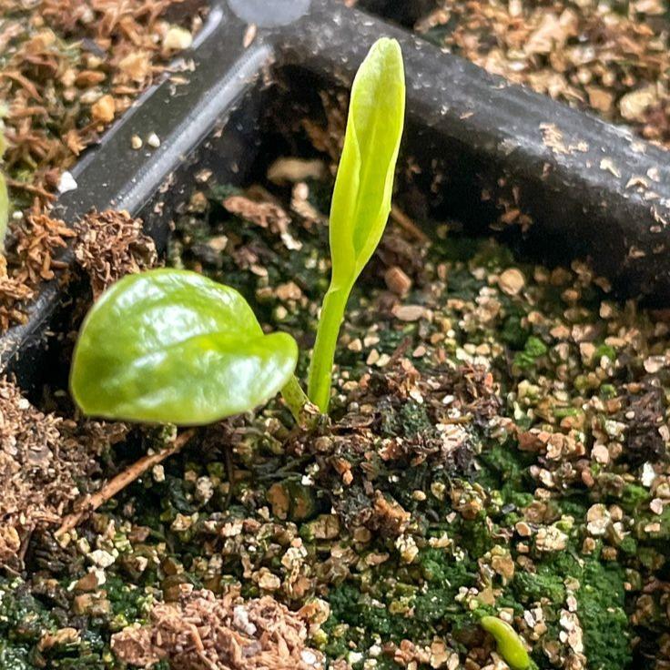 Muticolor Hosta Seeds-Perennial Shade Plant for Garden and Yard Plant🌈God’s Artistic Canvas
