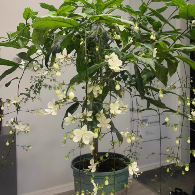 Zadvinskislaw Winter-Friendly Hanging Jasmine – Dreamy Indoor Fragrant Flower