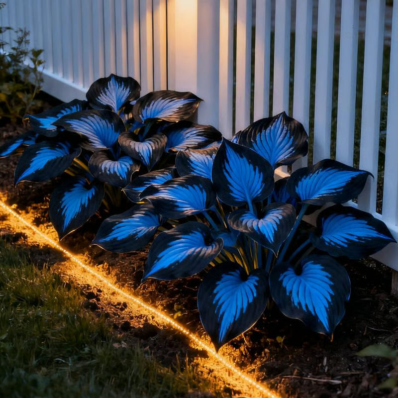 💥2025 Hot Sale ❤️Red Heart Hosta Seeds Perennial Shade Plant for Garden