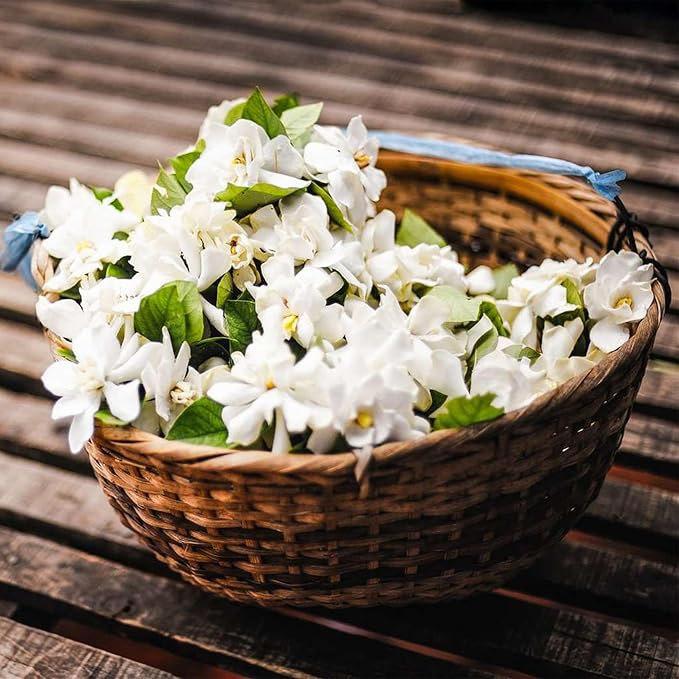 Zadvinskislaw Winter-Friendly Hanging Jasmine – Dreamy Indoor Fragrant Flower