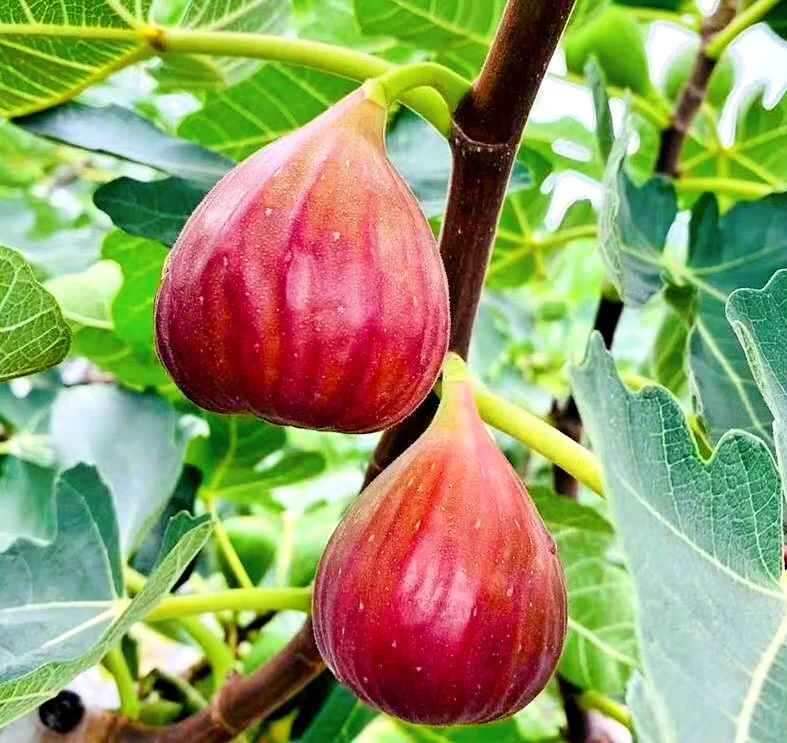 Fig Tree Seeds (Ficus carica), Sweet Fruit Shrub