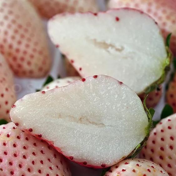 🍓White Milk Strawberry Seeds(🪴Buy 3 Get 1 Free)