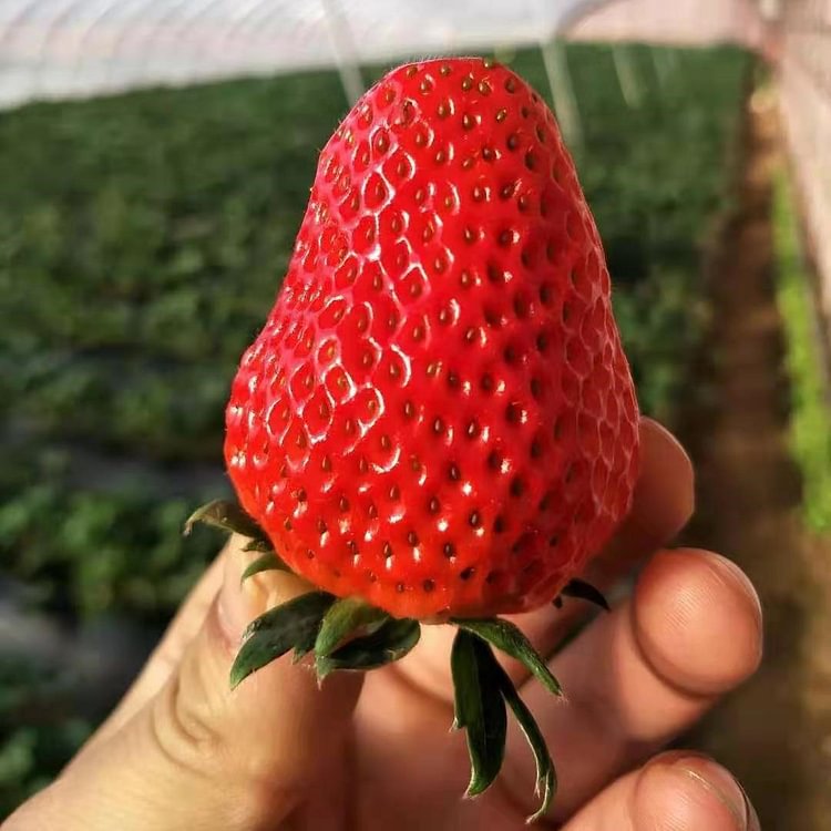 🍓White Milk Strawberry Seeds(🪴Buy 3 Get 1 Free)
