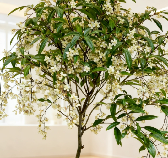Zadvinskislaw Winter-Friendly Hanging Jasmine – Dreamy Indoor Fragrant Flower