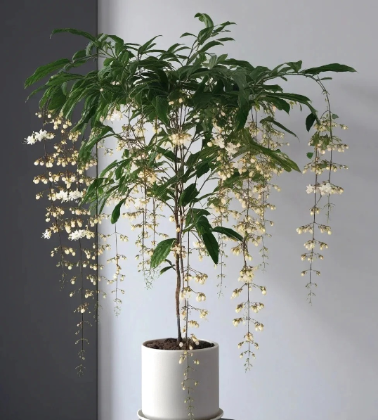 🌸 Last Day 60% OFF – Winter Friendly Hanging Jasmine