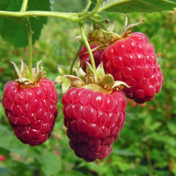 🍓Everbearing Raspberry Organic Natural Seeds